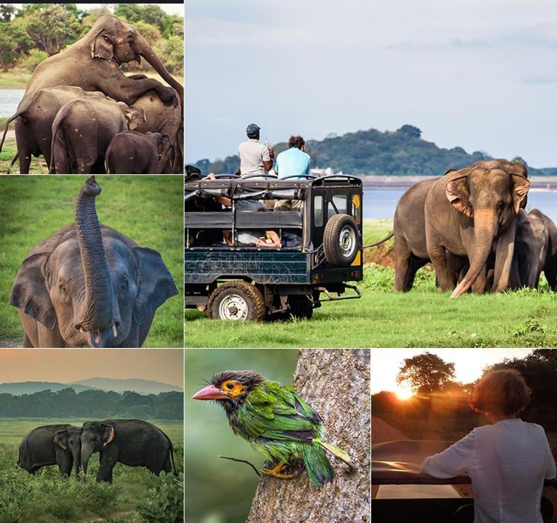 Manju Homestay Sigiriya Luaran gambar